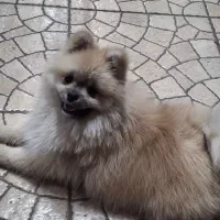 سلام سگ پامر نر بفروش میرسد