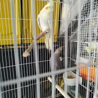 عروس هلندی|پرنده|دالخانی, |دیوار