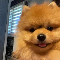 معاوضه یا فروش پامرخرسی بو فیس|سگ|سیرجان, |دیوار