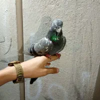 کفتر چپرا و کبکی و مسافتی معاوضه با فروش