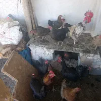 مرغ تخمگذار وخروس  وجوجه|حیوانات مزرعه|شباب, |دیوار