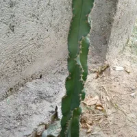 کاکتوس
