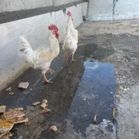 خروس یک ساله سالم و سرحال