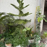 گل های اپارتمانی سالم