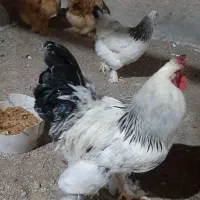 مرغ و خروس برهما و امپراتور