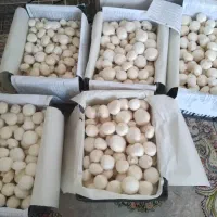 مشاوره پرورش قارچ/ شروع با متراژ۲۰