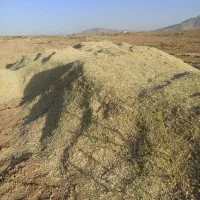 کاه لوبیا|خدمات باغبانی و درختکاری|دهگلان, |دیوار