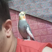 طوطی عروس هلندی نره اهلی
