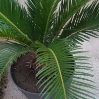 گل سیکاس|گل و گیاه طبیعی|رشت, پل تالشان|دیوار