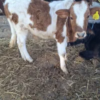 یک گوساله نر و یک گوساله ماده چاق