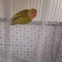 طوطی برزیلی اوپال|پرنده|پاکدشت, پاکدشت (مامازند)|دیوار