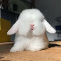 خرگوش خرسی خارجی کمیاب|موش و خرگوش|دزفول, |دیوار