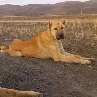 توله پژدر|سگ|جوکار, |دیوار