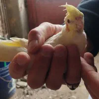 عروس هلندی|پرنده|ملکان, |دیوار