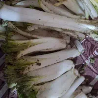 کنگر تمیز و همه گیاه