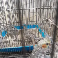 جوجه عروس رام