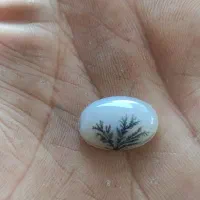 شجر تک درخت قائن زمینه سفید باب رکاب