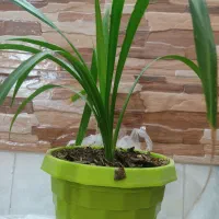 گل پاندانوس