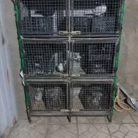 جفت کن کبوتر تمام اهن