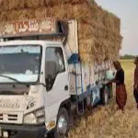 فروش کاه شالی همه روزه
