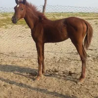 اسب