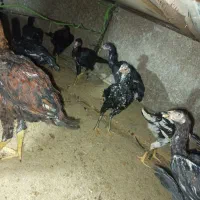 جوجه لاری 4ماهه|حیوانات مزرعه|سروآباد, |دیوار