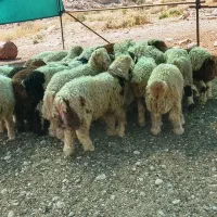 بره نر کهره نر قوچ