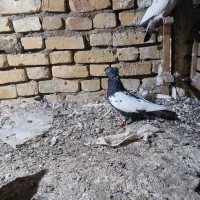 کبوتر|پرنده|ارسنجان, |دیوار