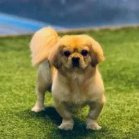 سگ پیکینیز امپریال