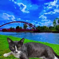 واگذاری رایگان