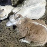 بز سانن جوان|حیوانات مزرعه|آبیک, |دیوار