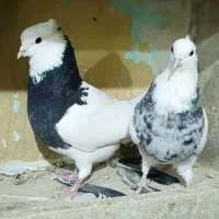 کبوتر طوقی رنگی