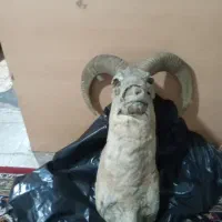 یک عدد شاخ طبیعی بز کوهی