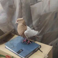 سینه زرد پرتغالی