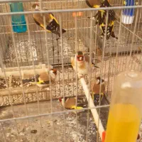 تعداد۲۵عدد سهره سرسیا