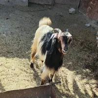 فروش ۱عددبز ماده