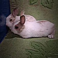 خرگوش مینیاتوری|موش و خرگوش|تهران, افسریه جنوبی|دیوار