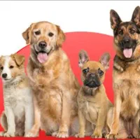 سگ پیدا شده