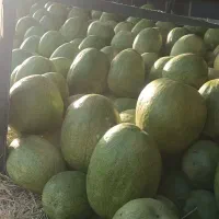 هندوانه ملون گوجه