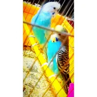 فروش جفت مرغ عشق|پرنده|سیرجان, |دیوار