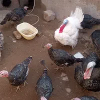 بوقلمون|حیوانات مزرعه|نیشابور, خط کاشمر|دیوار