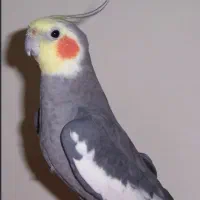 عروس هلندی گم شده