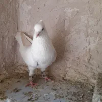 طوقی|پرنده|فردوس (خراسان), |دیوار