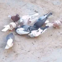 ۱۰عددکبوترپرشی دون ای ۳۰۰