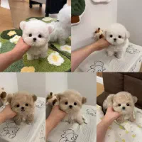 شیپودل جیبی عروسکی