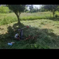 خدمات باغی چمن زنی علف زنی تمیز کردن علف هرز تمشک|خدمات باغبانی و درختکاری|رشت, یخسازی|دیوار