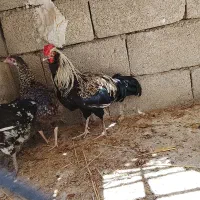 مرغ و خروس