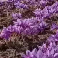 گل تربت حیدریه درجه یک|خوردنی و آشامیدنی|مشهد, کوی المهدی|دیوار