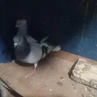 سلام یه جفت نره سبز وماده شامی