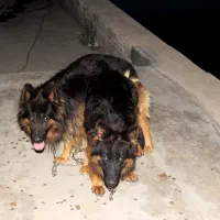 ژرمن فی 16|سگ|تهران, پارک شهر|دیوار